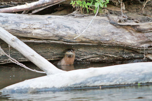 Otter